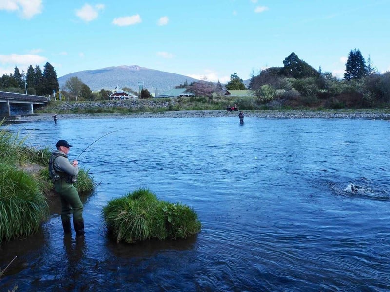 2504 img turangi tongariro river bridge fishing man with trout caught river side